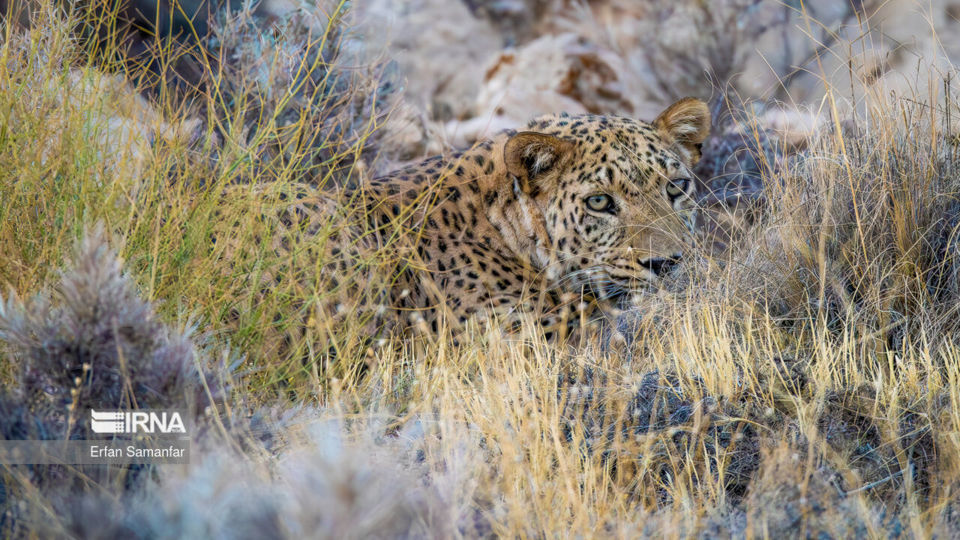تنوع زیستی در پارک ملی بمو