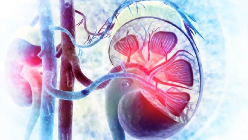 کاهش آسیب فشار خون بالا به کلیهها با آنتیبیوتیک محبوب کاهش آسیب فشار خون بالا به کلیهها با آنتیبیوتیک محبوب