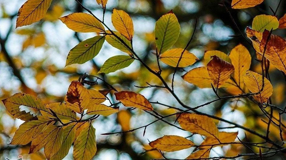 طبیعت پاییزی - گیلان