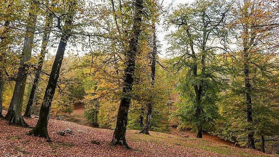 طبیعت پاییزی - گیلان