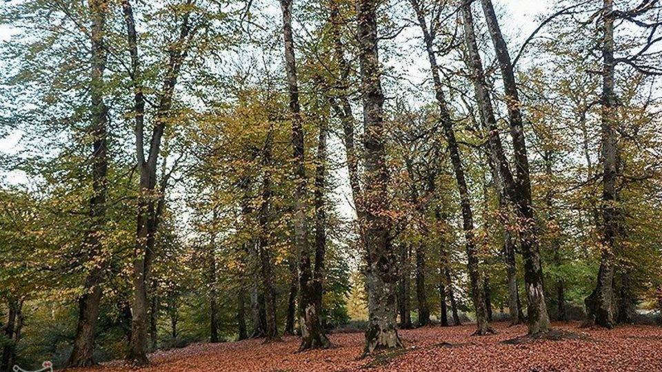 طبیعت پاییزی - گیلان