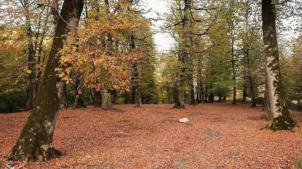 طبیعت پاییزی - گیلان