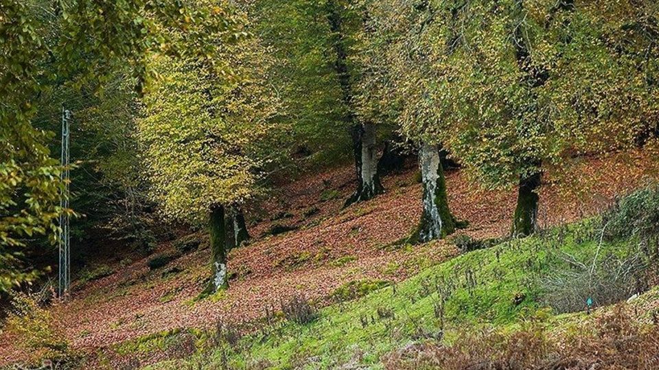 طبیعت پاییزی - گیلان