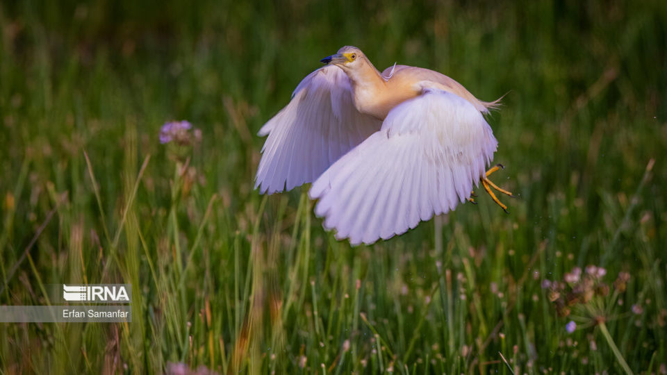 تالاب بین المللی گندمان