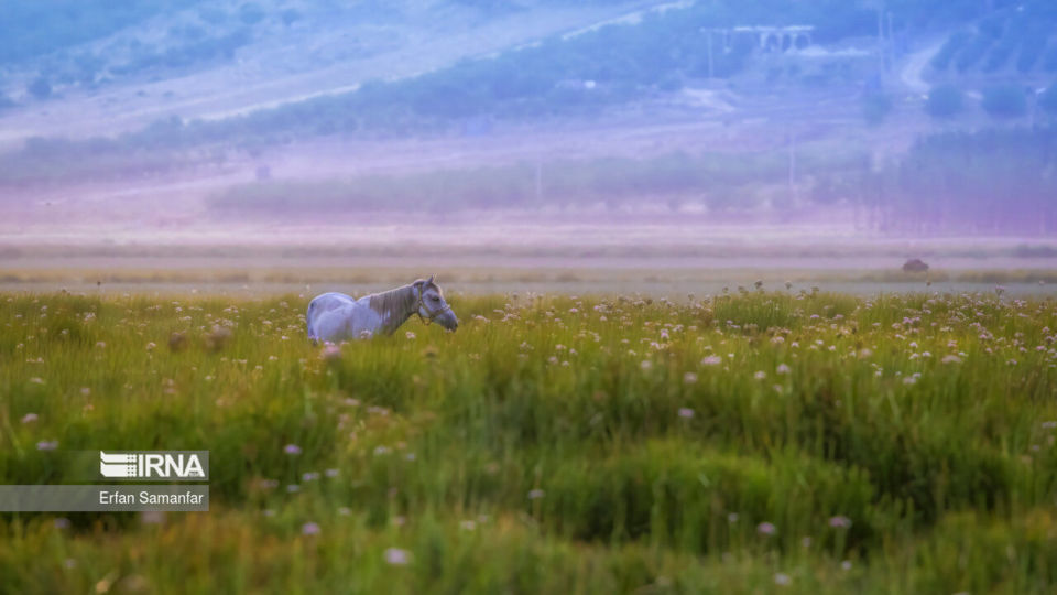 تالاب بین المللی گندمان