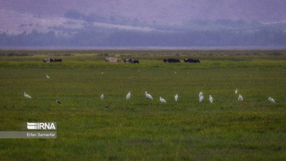 تالاب بین المللی گندمان