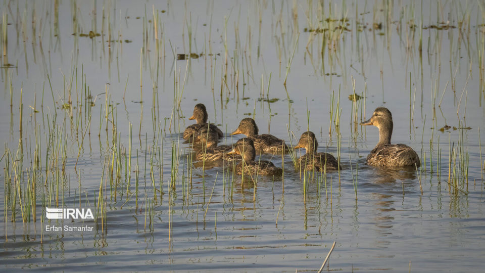 تالاب بین المللی گندمان