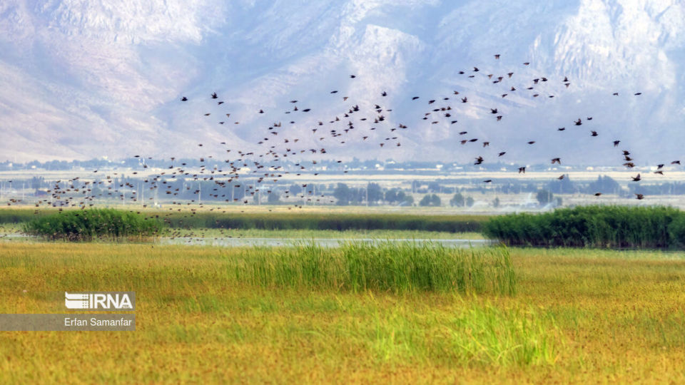 تالاب بین المللی گندمان