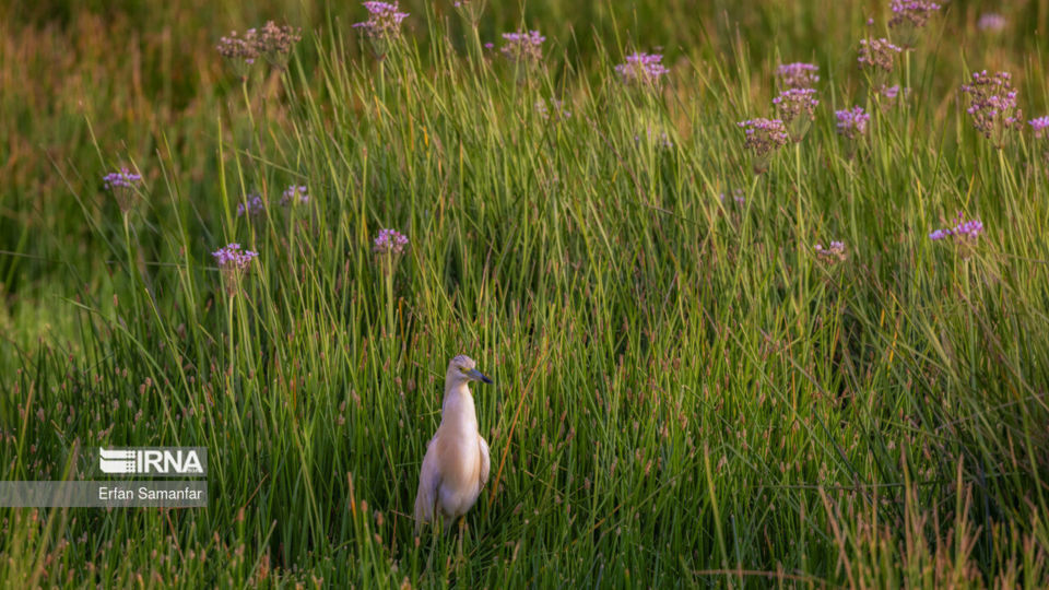 تالاب بین المللی گندمان
