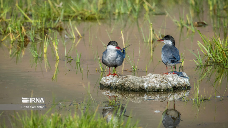تالاب بین المللی گندمان