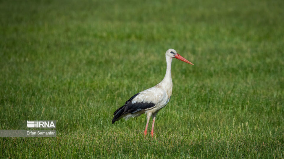 تالاب بین المللی گندمان