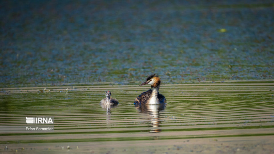 تالاب بین المللی گندمان