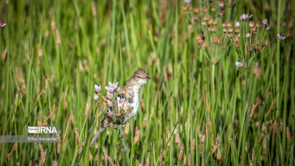 تالاب بین المللی گندمان