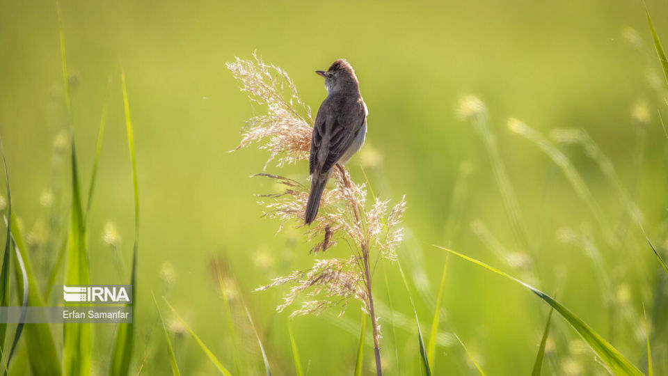تالاب بین المللی گندمان