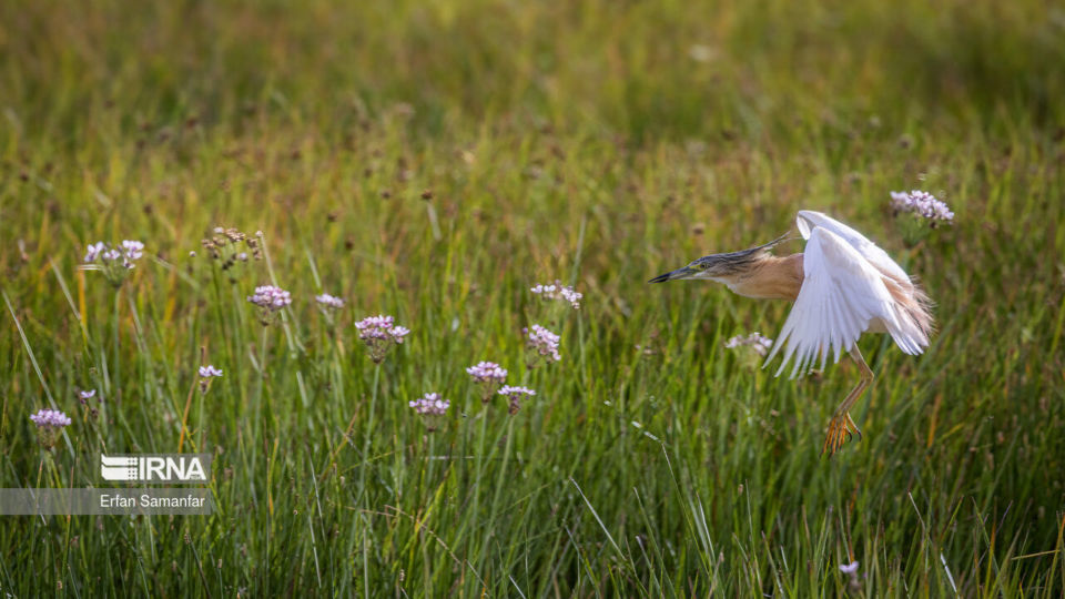 تالاب بین المللی گندمان