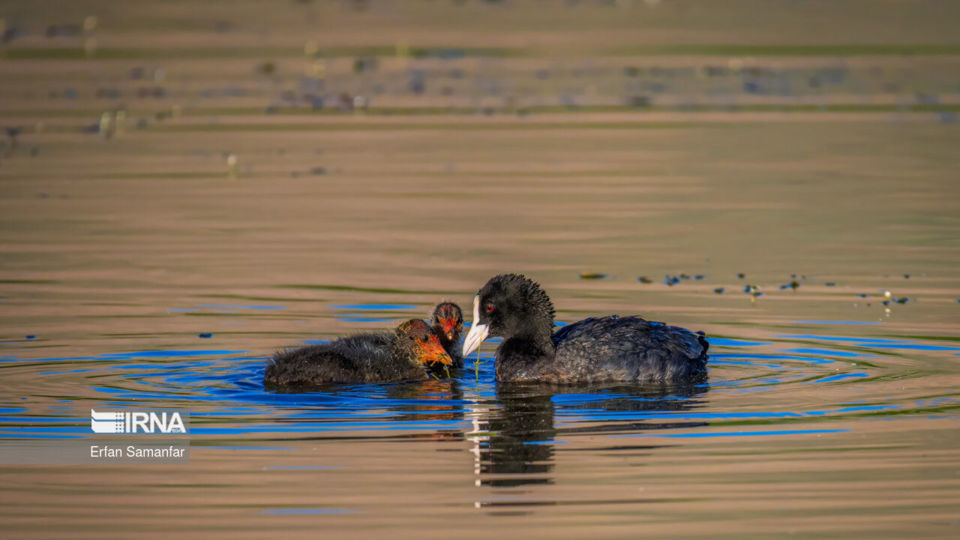 تالاب بین المللی گندمان