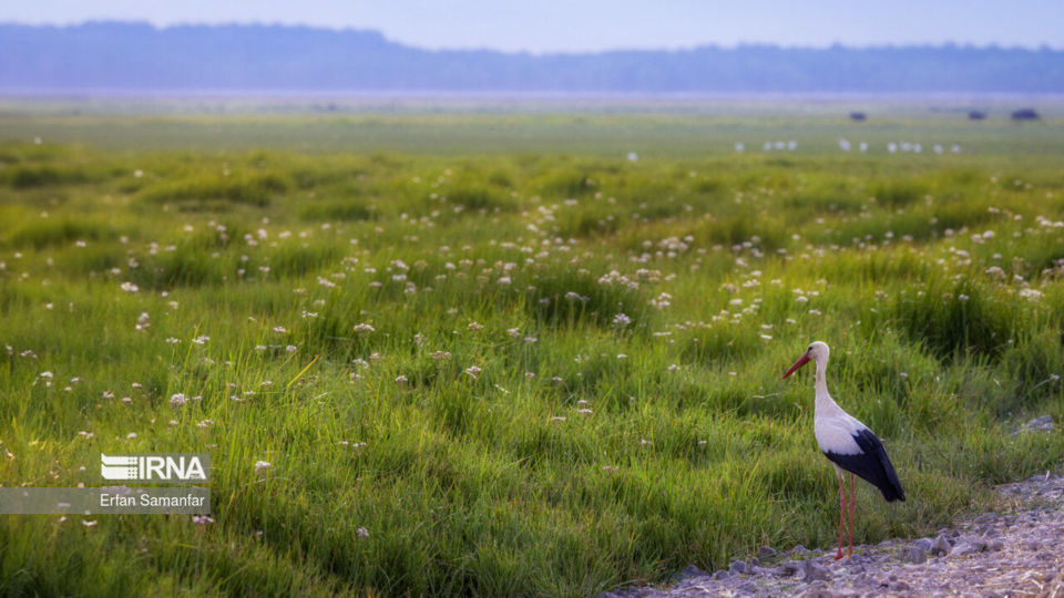 تالاب بین المللی گندمان
