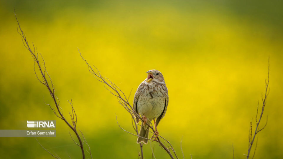 تالاب بین المللی گندمان