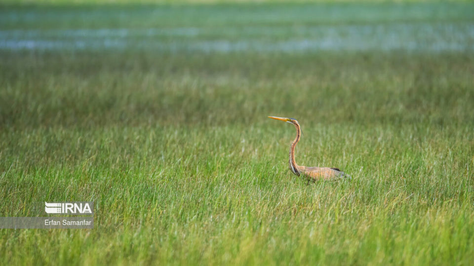تالاب بین المللی گندمان
