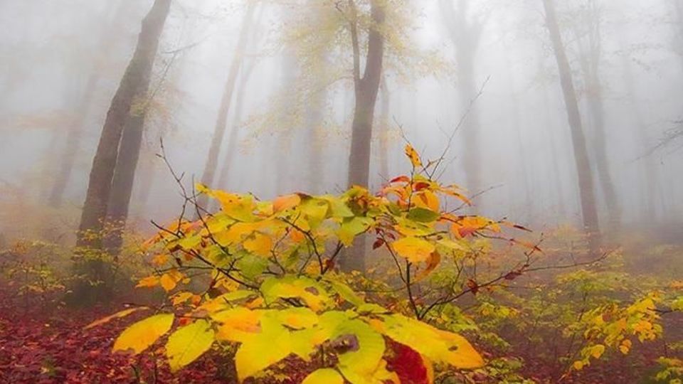 طبیعت مازندران در پاییز هزار رنگ