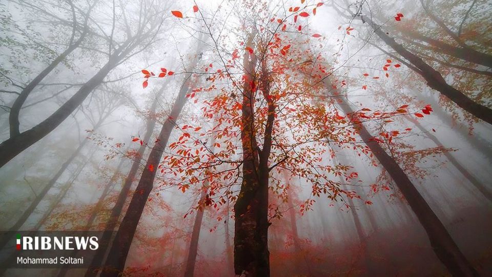 طبیعت مازندران در پاییز هزار رنگ