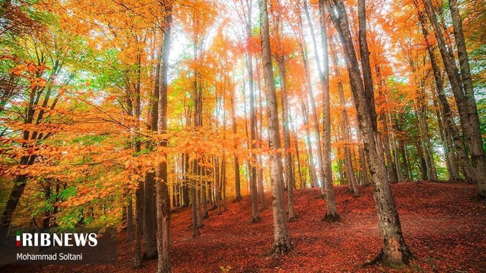 طبیعت مازندران در پاییز هزار رنگ