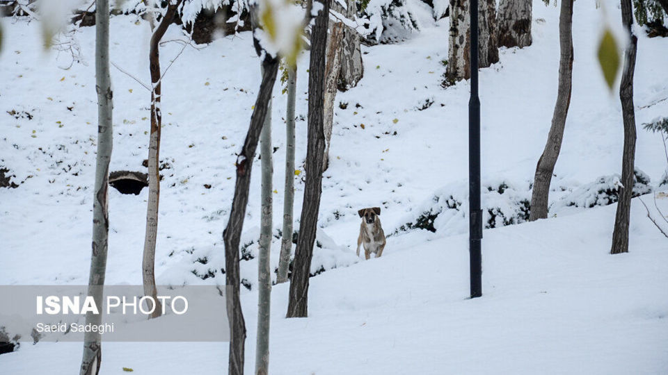 بارش اولین برف پاییزی در تبریز