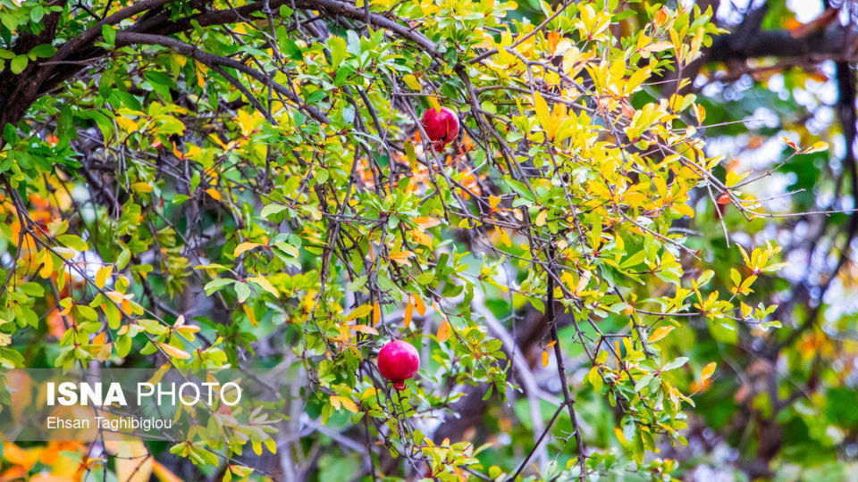 پاییز هزار رنگ در روستای «شیت»