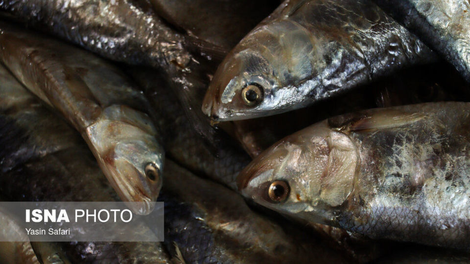 ماهی‌های دودخانه - بندر انزلی
