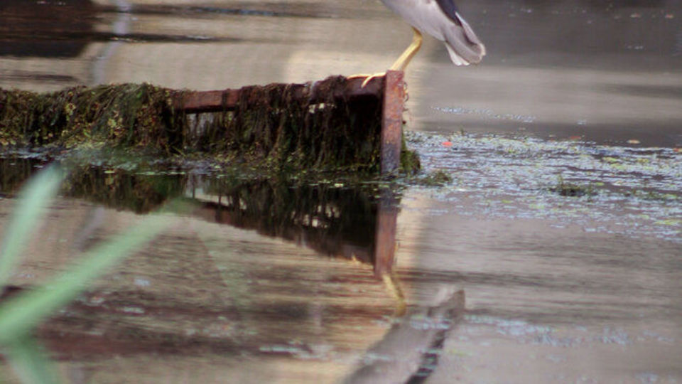 پرندگان مهاجر دریای خزر