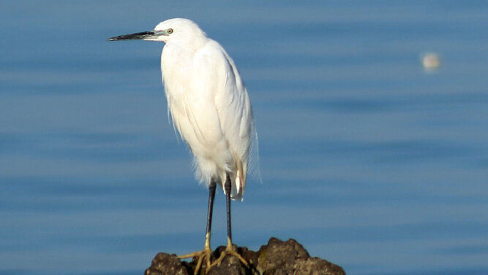 پرندگان مهاجر دریای خزر