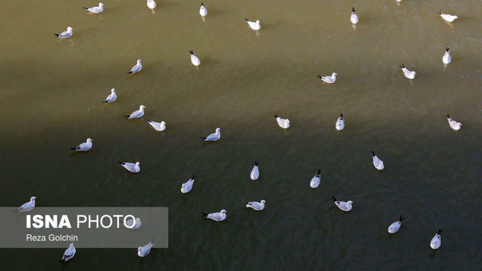 پرندگان مهاجر دریای خزر