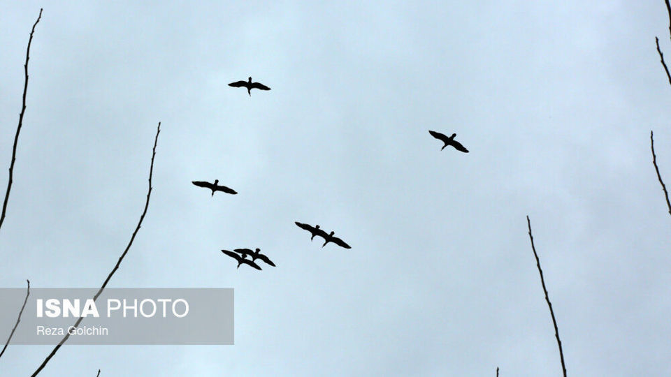 پرندگان مهاجر دریای خزر