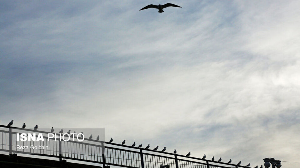 پرندگان مهاجر دریای خزر