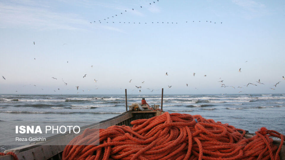 پرندگان مهاجر دریای خزر