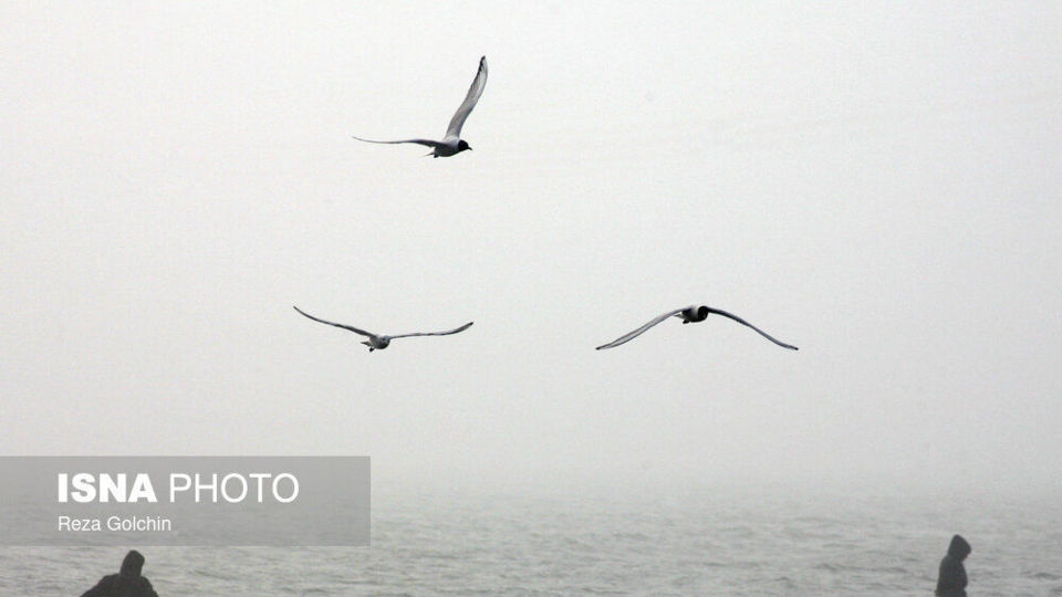 پرندگان مهاجر دریای خزر