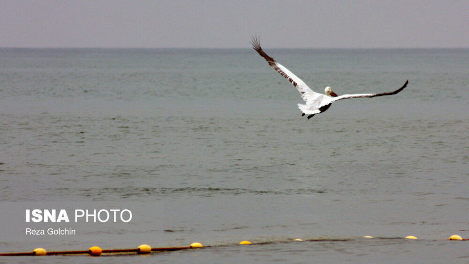 پرندگان مهاجر دریای خزر