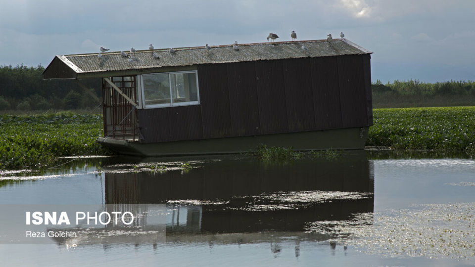 پرندگان مهاجر دریای خزر