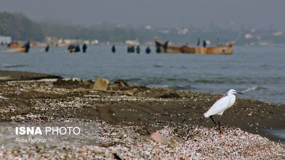 پرندگان مهاجر دریای خزر