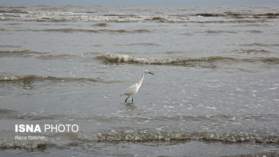 پرندگان مهاجر دریای خزر