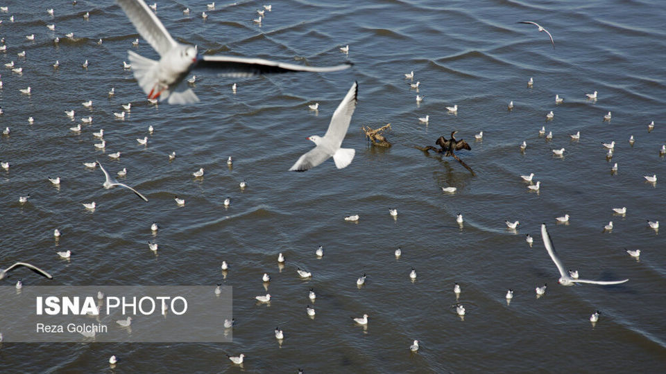 پرندگان مهاجر دریای خزر