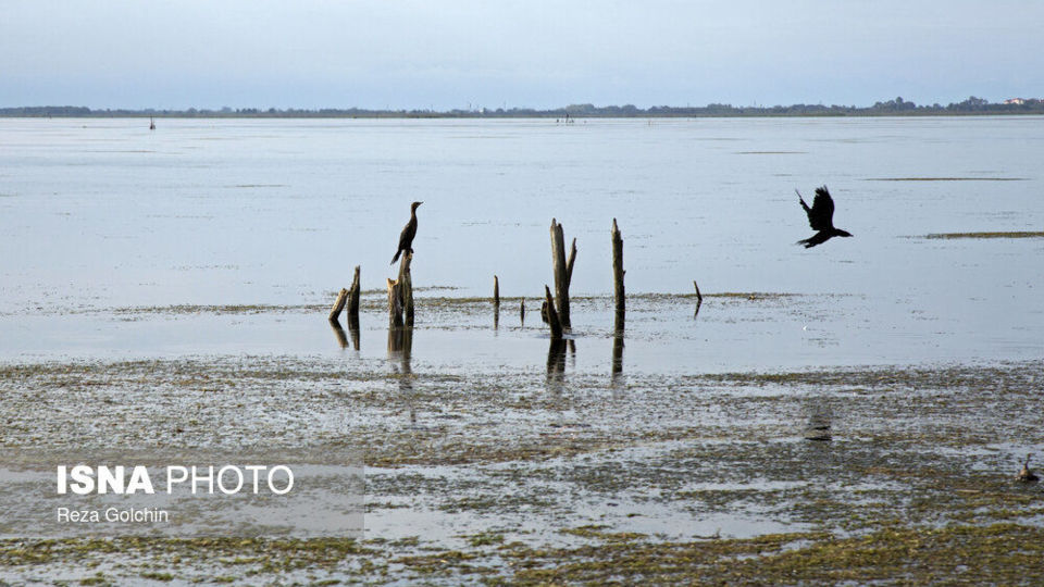 پرندگان مهاجر دریای خزر