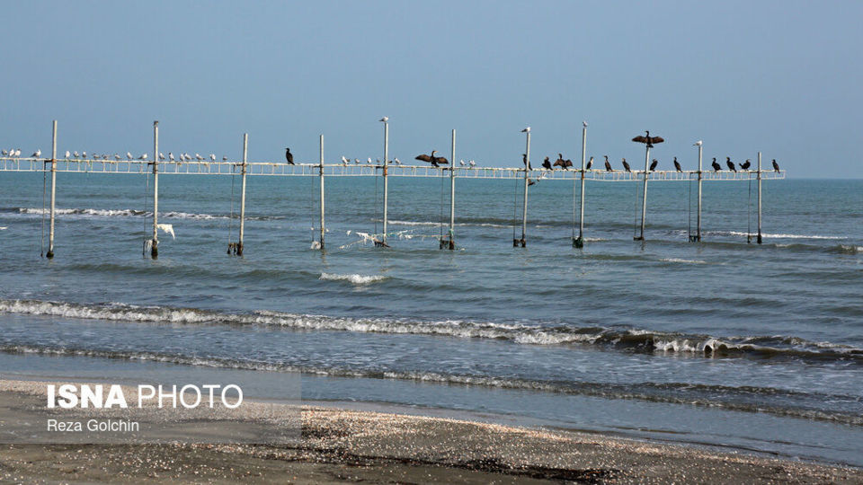 پرندگان مهاجر دریای خزر