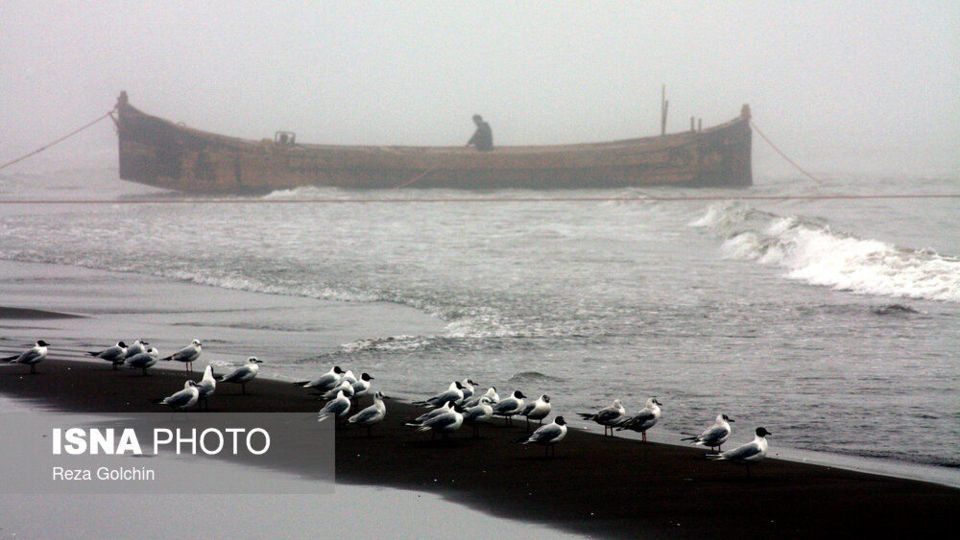 پرندگان مهاجر دریای خزر