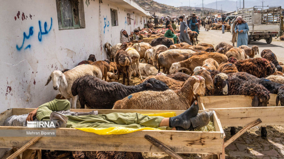 بازار دام کابل در آستانه عید قربان