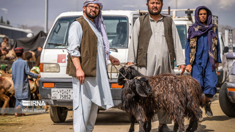 بازار دام کابل در آستانه عید قربان