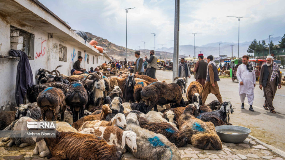 بازار دام کابل در آستانه عید قربان