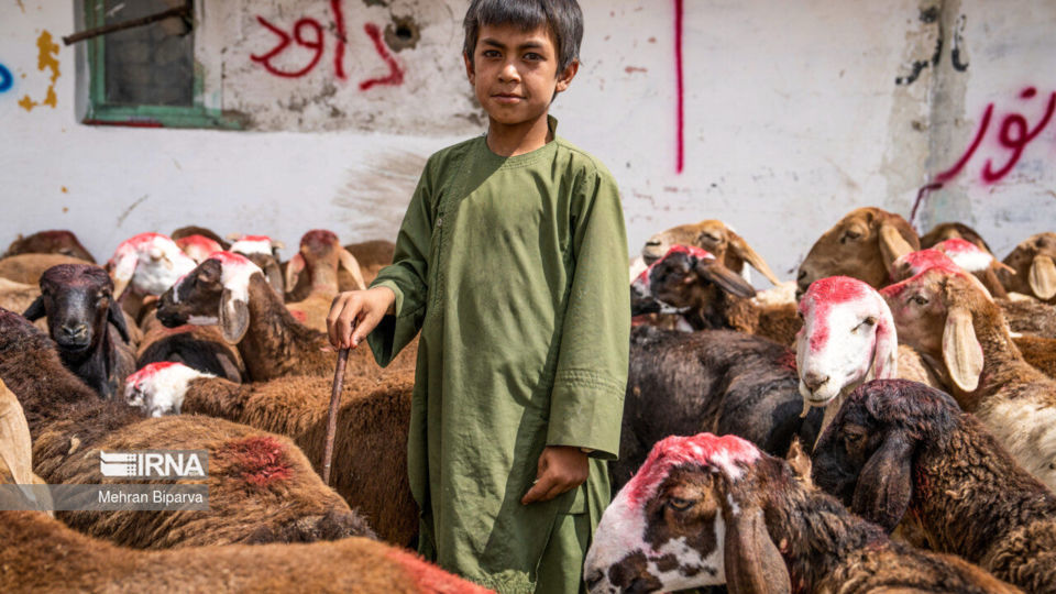 بازار دام کابل در آستانه عید قربان