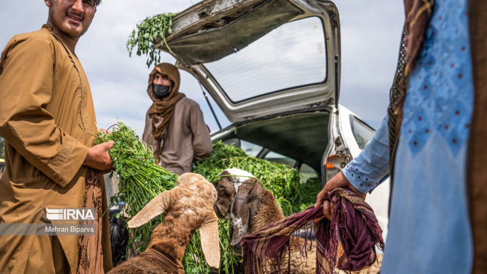 بازار دام کابل در آستانه عید قربان