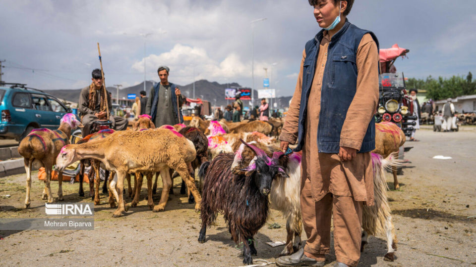 بازار دام کابل در آستانه عید قربان